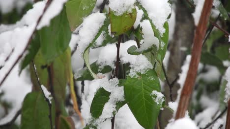 Nevando-Sobre-Las-Ramas-De-Los-árboles,-Clima-Frío