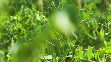Vines-of-young-peas-grow-in-sunny-garden,-close-up-slider-shot
