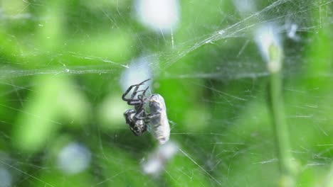 Tent-web-orb-spider-wrapping-prey-in-silk,-spain,-Cyrtophora-citricola