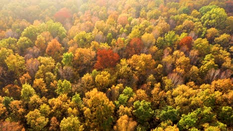 Aerial-top-down-view-of-autumn-forest-with-green-and-yellow-trees
