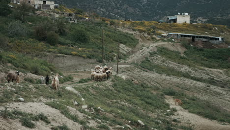Flock-of-Sheep,-Goat-and-Cattle-Crossing-Mountain-Walkway-through-Villages-with-Sheep-Dogs-in-slowmo