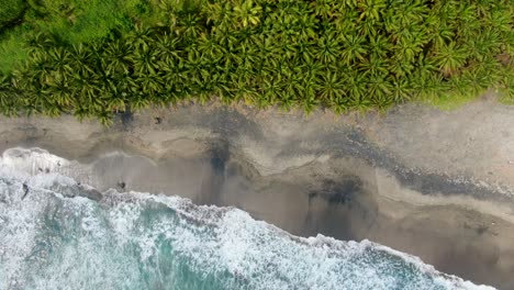 Aerial-top-view-coconut-palms-on-sandy-beach-washed-by-tropical-ocean