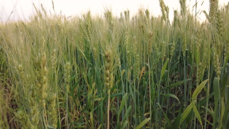 Low-Dolly-shot-of-a-wheat-field-showing-stalks-that-are-still-green