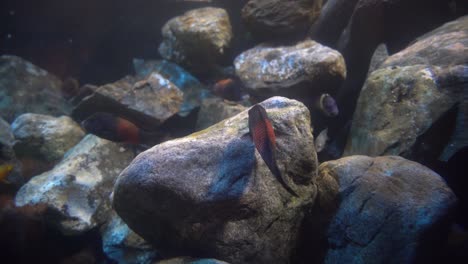 Tropheus-Bemba-Gestreifter-Fischschwarm-Im-Klaren-Aquarium