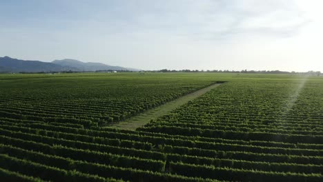 Low-drift-over-vineyards-in-Marlborough-New-Zealand-during-golden-hour