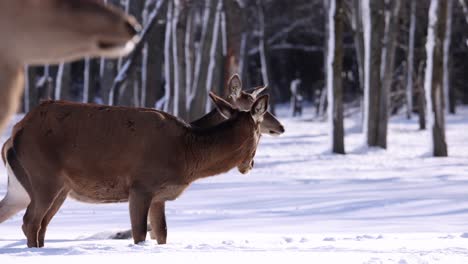 elk-walking-by-in-fresh-snow-focus-racked-slomo-snowing