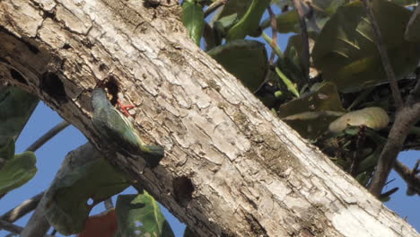 Baby-Feeding-Coppersmith-Barbet-In-a-Hole