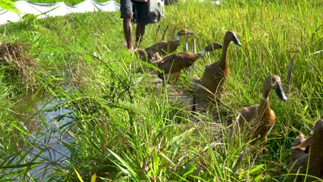 Ducks-walk-across-rice-field-searching-for-food-hustled-by-unrecognizable-farmer