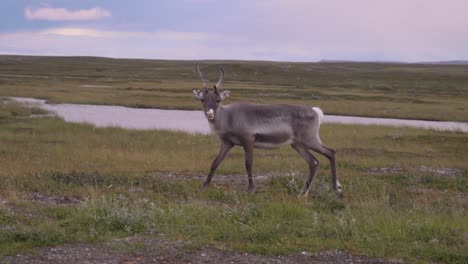 A-beautiful-solo-reindeer-is-walking-on-a-grassland-feeding