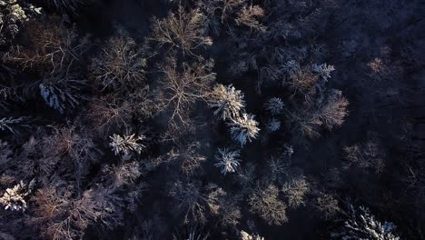 Beautiful-scenic-aerial-birdseye-view-of-a-winter-forest-in-sunny-winter-day,-trees-covered-with-fresh-snow,-wide-angle-rotating-drone-shot