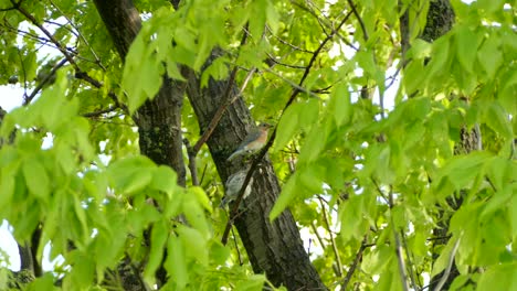 Juvenile-East-mountain-bluebird-perched-on-branch-in-green-leafy-tree-on-a-warm-summers-day