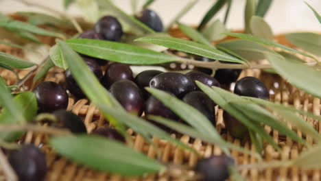 Raw-organic-olives-and-branches-leaves-after-harvest,-ready-for-extra-virgin-oil