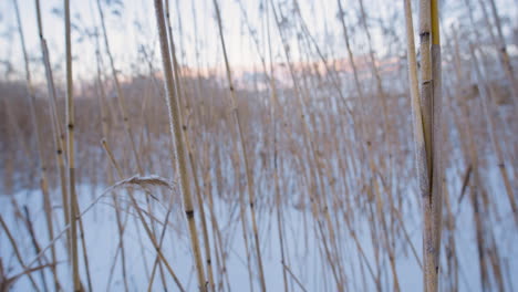 Backward-close-up-motion-through-frozen-reeds-in-snowy-landscape