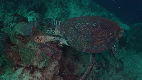 Weitwinkelaufnahme-Einer-Karettschildkröte,-Die-Sich-An-Einem-Tropischen-Korallenriff-Von-Einem-Schwamm-Ernährt