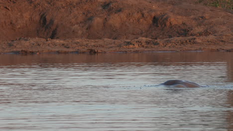 View-of-a-lake-in-Africa-as-a-hippo-pops-out-of-the-water-and-looks-at-the-camera
