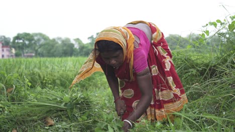 Poor-rural-Asian-woman-working-in-agricultural-farm