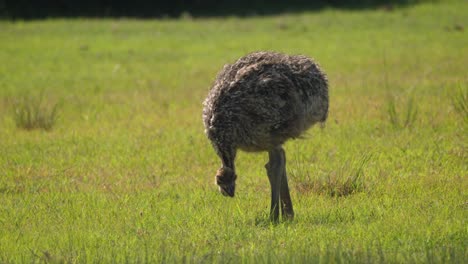 Baby-ostrich-with-fur-pecking-at-the-seeds-in-the-grass,-profile-view