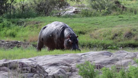 Large-adult-hippopotamus-with-Oxpecker-birds-eats-fresh-green-grass