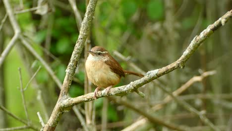 Brown-and-white-Carolinian-Wren-Perched-On-Branch-Looking-Around