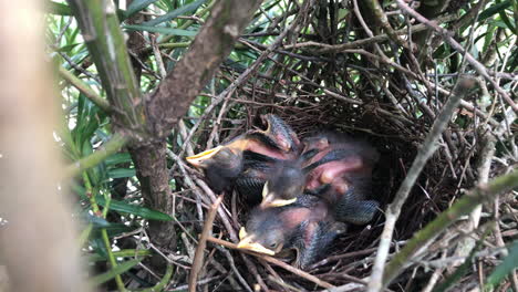 Hatchlings-Sleeping-In-The-Nest