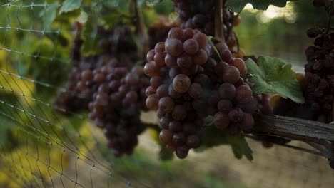 Close-up-of-a-red-grapes-behind-a-wire-mesh