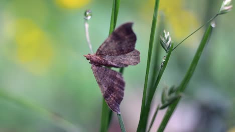Gem-Moth-Resting-On-Stem-Of-Green-Plant-In-Garden
