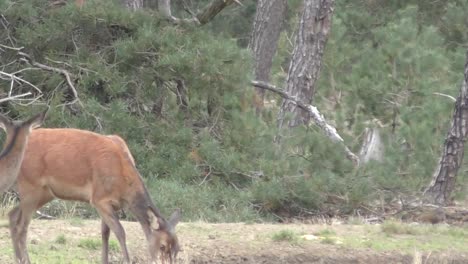 Herd-Of-Deers-Roaming-Around-In-Dried-Grassland-During-Breeze-Day