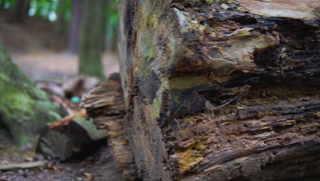 Old-rotten-log,-beam-on-the-ground-in-the-forest,-panning-left-shot