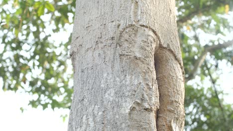 Camouflage-lizard-climbing-tree-to-eat-ant