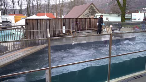 Trainer-having-fun-with-sea-lion-at-Bergen-Zoo-during-cold-winter-day---Pov-from-grandstand