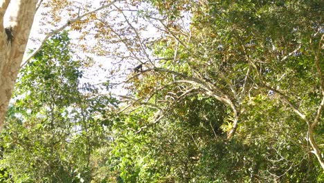 Two-monkeys-far-up-in-some-trees-climbing-around-on-the-thin-branches-in-Panama