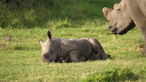Ternero-De-Rinoceronte-Blanco-Durmiendo-En-La-Hierba-Suave-Junto-A-Su-Madre