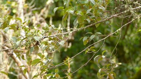Vireo-warbler-bird-perched-with-its-back-to-the-camera-on-a-branch-in-Panama