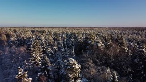 Beautiful-scenic-aerial-view-of-a-winter-forest-in-sunny-winter-day,-trees-covered-with-fresh-snow,-ice-and-snow-covered-road,-wide-angle-drone-shot-moving-slow-backwards