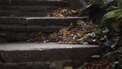 Autumn-leaves-gathered-on-stones-steps-medium-tilting-shot