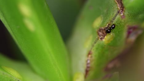 Winzige-Ameisen-Der-Gattung-Brachymyrmex-Ernähren-Sich-Von-Der-Flüssigkeit,-Die-Von-Cochineals-Auf-Einer-Sukkulentenpflanze-Abgesondert-Wird