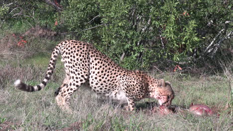 Close-view-of-lone-cheetah-feeding-on-kill-on-grass-on-windy-day