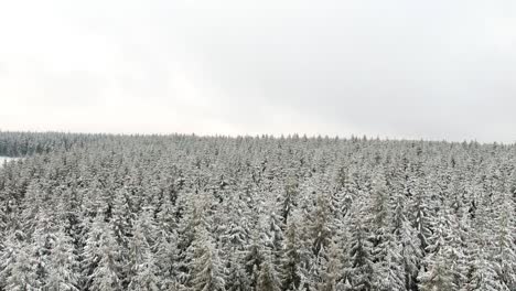 aerial-of-pine-forest-frozen-aerial-with-overcast-grey-skies