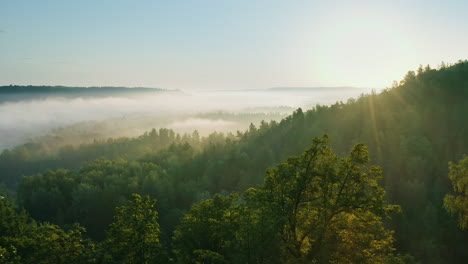 Sun-rises-over-misty-green-sunny-forest,-tracking-aerial-drone-shot