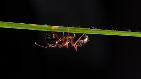 Worker-Big-Ant-On-Green-Grass-Leaf-Black-Background