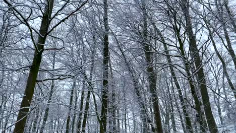Beautiful-white-snowy-wonder-woodland-in-forest-during-daytime-in-winter