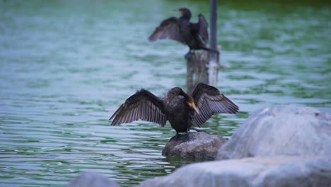 Medium-shot-of-two-Great-Cormorants-perched-upon-rocks-in-the-water-cleaning-there-feathers