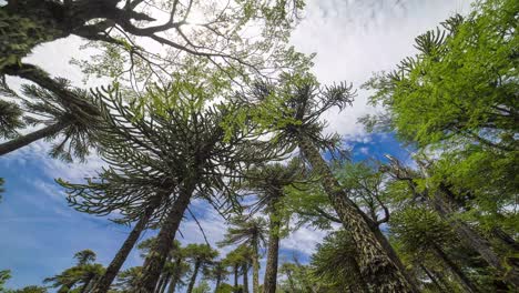 Timelapse-of-Araucaria-trees-in-Villa-Pehuenia,-Neuquen,-Argentina,-low-angle-wide-shot