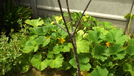 Squash-And-Lettuce-Growing-In-A-House-Garden