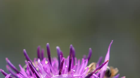 Makroaufnahmen-Einer-Hummel-Auf-Einer-Violetten-Blume-An-Einem-Sonnigen-Frühlingstag