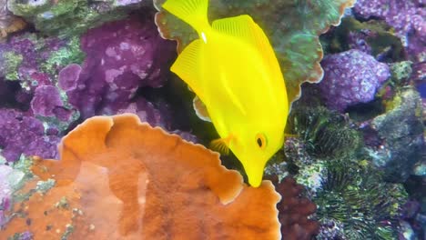 Gelber-Tang-Pflückt-Einige-Korallen-Im-Aquarium-Des-Pazifiks-In-Long-Beach,-Kalifornien