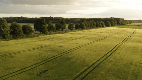 Cereal-grass-field-crop,-countryside-farm-patterns-at-sunset,-aerial-view