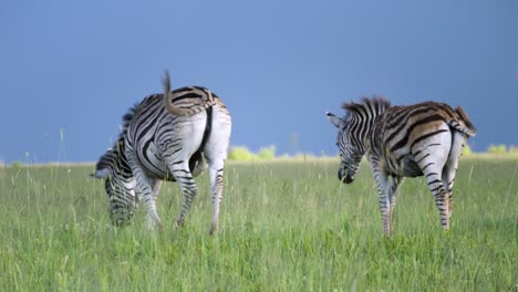 Zebras-Walk-away-in-Beautiful-African-Savanna
