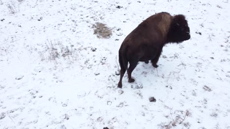 bison-aerial-pull-up-and-away-to-reveal-winter-field