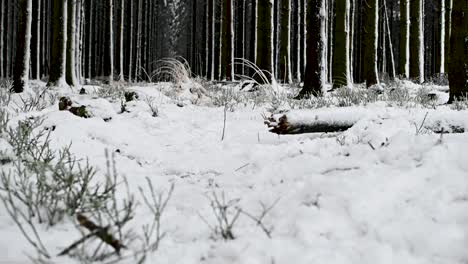 Low-angle-shot-approaching-pine-tree-forest-snow-winter-landscape-nature-day
